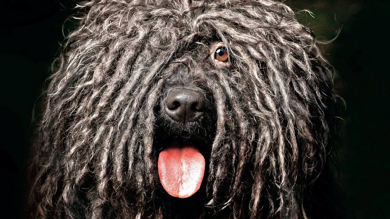 Jak se zbavit chlupů od psa - typy pro zdravou srst psa