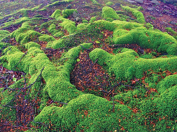 Jak se zbavit mechu - odborné rady a tipy