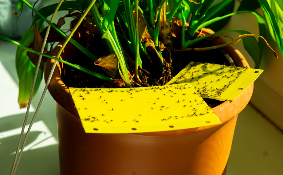 Jak se zbavit mušek v květináči - Řešení a prevence