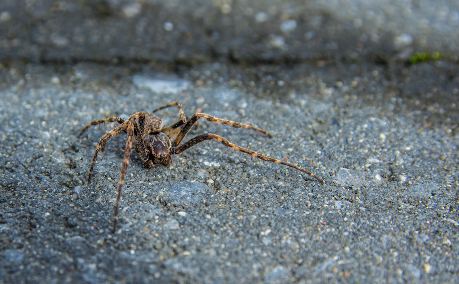 Jak se zbavit pavouků: Přírodní metody a rady