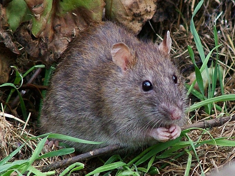 Jak se zbavit potkanů: Účinné metody a rady