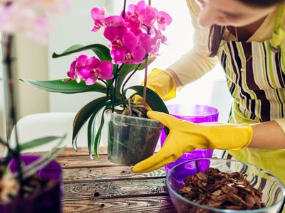 Jak přesadit orchidej: Expertní průvodce krok za krokem