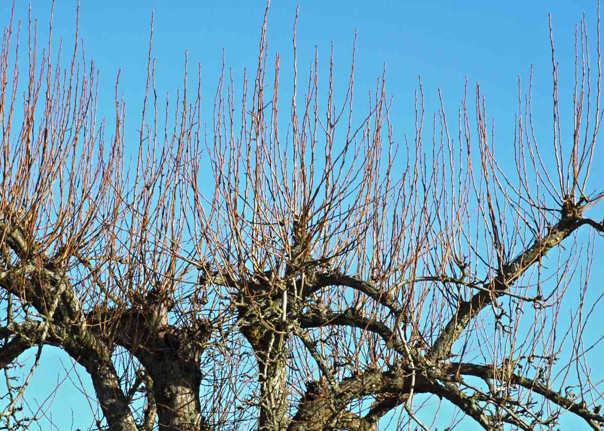 Jak stříhat jabloně: Jak na úspěšný řez a bohatou úrodu