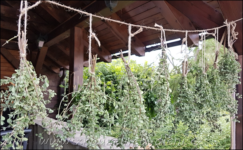 Jak sušit majoránku a uchovat její chuť a vůni