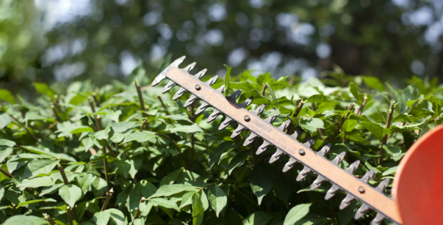 Jak vybrat nůžky na živý plot