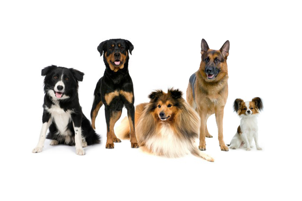 Jak vybrat plemeno psa - jak najít dokonalého psa