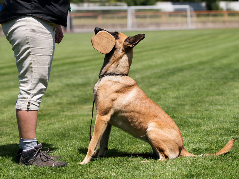 Jak vycvičit psa - kroky k poslušnosti pejska