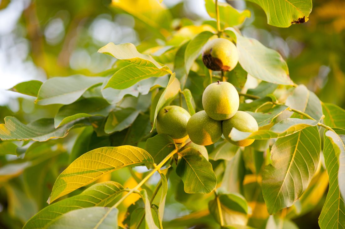 Jak úspěšně vypěstovat ořešák z ořechu?