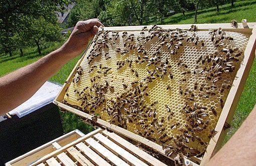 Jak začít včelařit: Průvodce pro nováčky