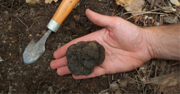 Kolik stojí lanýž: Ceny, druhy a výběr nejlepšího