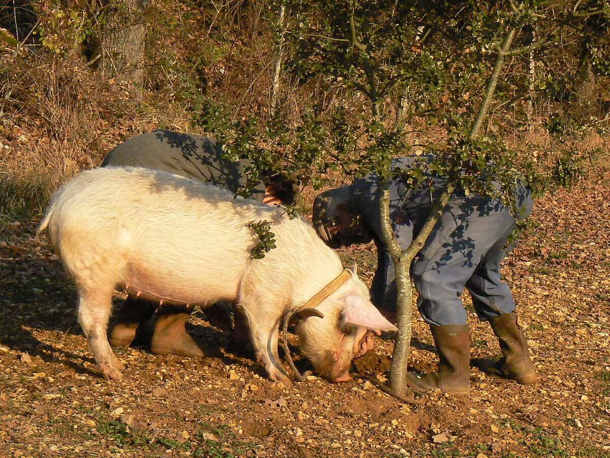 Co hledají prasata: Toulající se lanýžoví truffle hunters