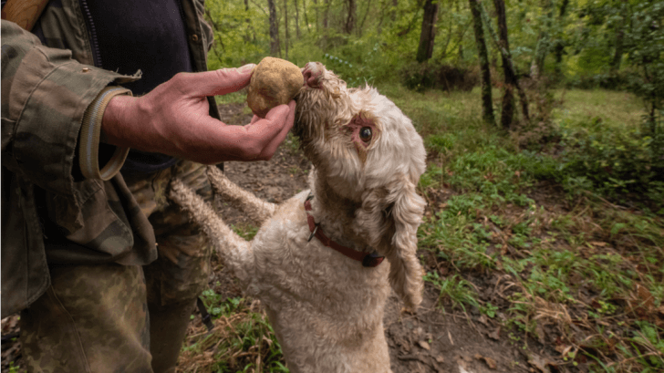 Proč se nesmí sbírat lanýže: Tajemné poklady pod zemí