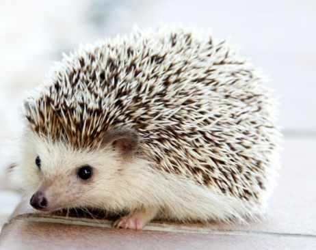 Zvířata a domácí mazlíčci