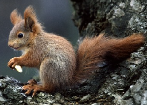 Zajímavosti o zvířatech ve volné přírodě