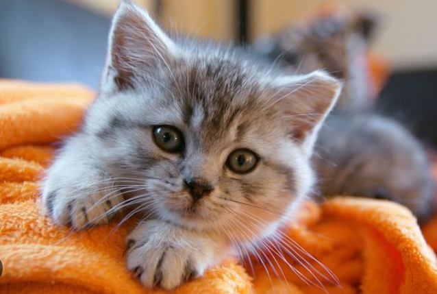 Péče o kočky: Výživa, péče o srst, chování a zdraví