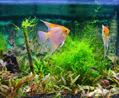 Domácí akvaristika: Rybky, rostliny, akvária a filtrace