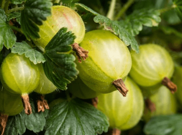 Jak zavařit angrešt: Skvělý recept pro zavaření angreštu