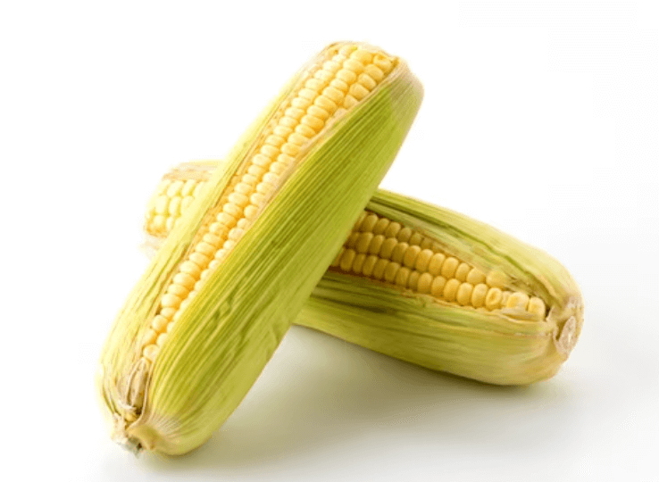 Co je turkyň: Historie a význam kukuřice