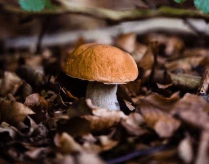 Jak zavařit houby: Průvodce krok za krokem