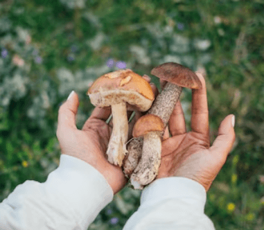 Jak naložit houby: Základy a recepty