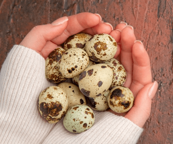 Jak dlouho vařit křepelčí vejce: Průvodce vařením