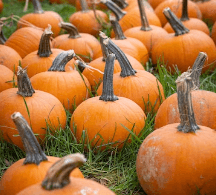 Jak opražit dýňová semínka: Vytvořte si domácí lahůdku