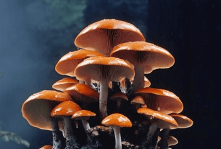 Jak správně zmrazit houby: Tipy a triky