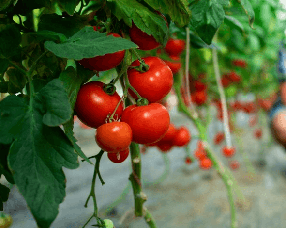 Jak nejlépe zpracovat rajčata: Recepty, tipy a triky