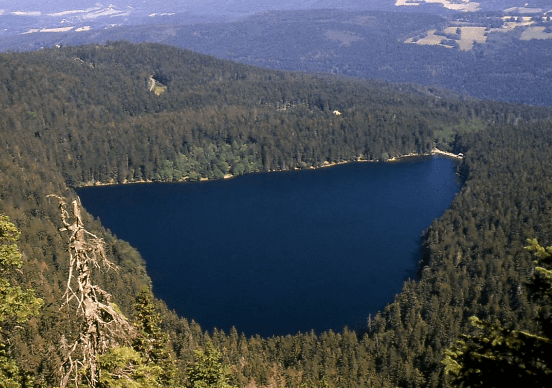 Co je vyžle: Co to je a jak s ní žít