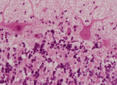 Co je histologie: Co to je a jak dlouho trvá studium