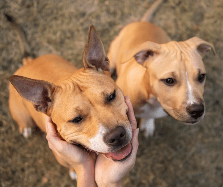 Proč se psi očichávají a proč je nechat?