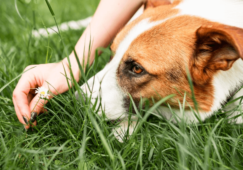 Proč pes žere trávu a zvrací? Možné důvody a rady