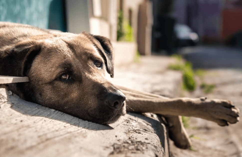 Co dělat, když se vám ztratí pes? Praktické rady a tipy