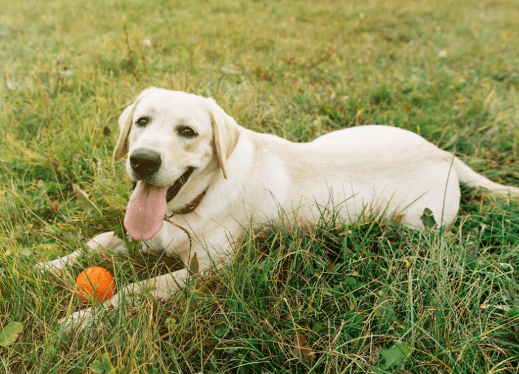 Jaké ovoce může jíst i pes: Zdravá pochoutka pro pejska