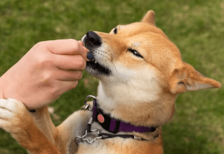 Proč mě pes olizuje: Tajemství tohoto gesta náklonnosti