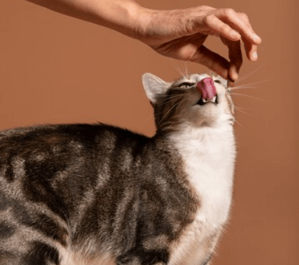 Jak vybrat správnou stravu pro vašeho mazlíčka a kočku