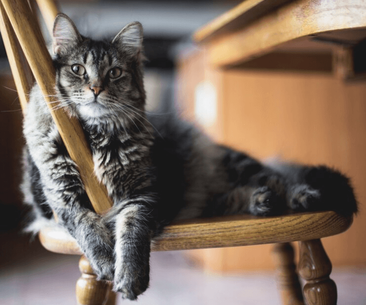 Proč nechat vykastrovat kočku i kocoura: Důležité informace