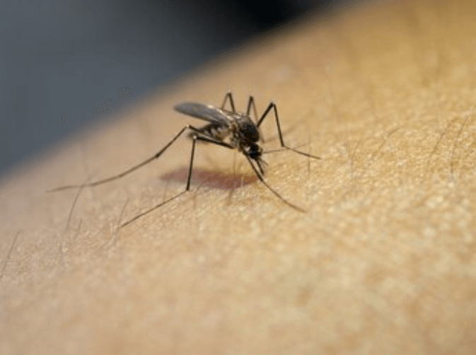Jak se zbavit komárů doma velmi jednoduše a navždy?