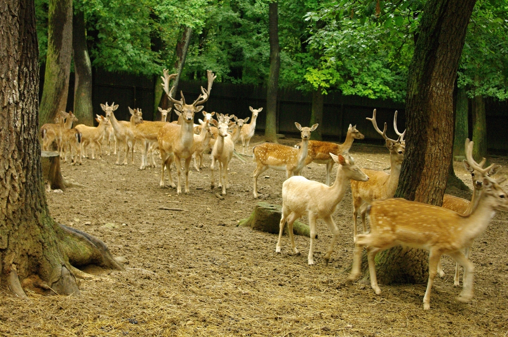 ZOO Malá Chuchle: Skvělá zábava pro celou rodinu