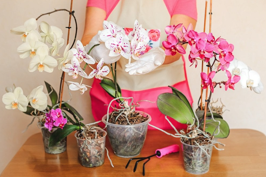 Orchidej Jak Spravne Presadit (substrát který, může vést, dobrou drenáž, jsou obvykle) Orchidej Jak Spravne Presadit