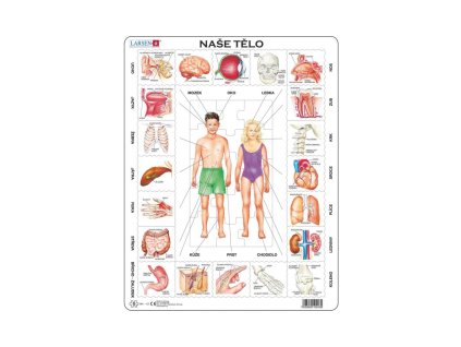 NAŠE TELO 35 d. EDU Puzzle