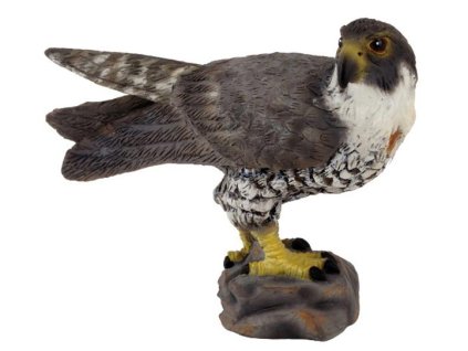 COLLECTA Sokol sťahovavý