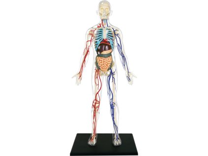 4D Master - Anatomie člověka - Transparentní tělo 33 cm