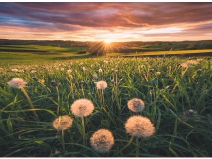 Púpavy pri západe slnka 500 dielikov