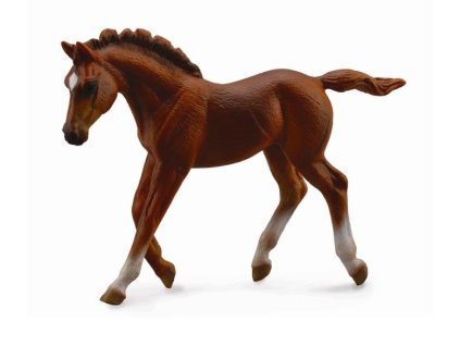 COLLECTA chestnut žrebec