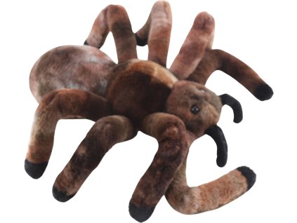 Pavouk sklípkan 30 cm