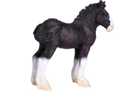 Mojo Shirský kůň hříbě