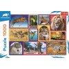TREFL PUZZLE Animal Planet Divoká příroda 68x48cm skládačka 1000 dílků
