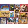 TREFL PUZZLE Animal Planet Divoká příroda 68x48cm skládačka 1000 dílků