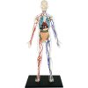 4D Master - Anatomie člověka - Transparentní tělo 33 cm